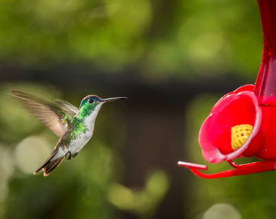 Hummingbird with outstretched wings,tropical forest,Peru,bird hovering next to red feeder with sugar water, garden,clear background,nature scene,wildlife,exotic adventure,colorful beautiful animal