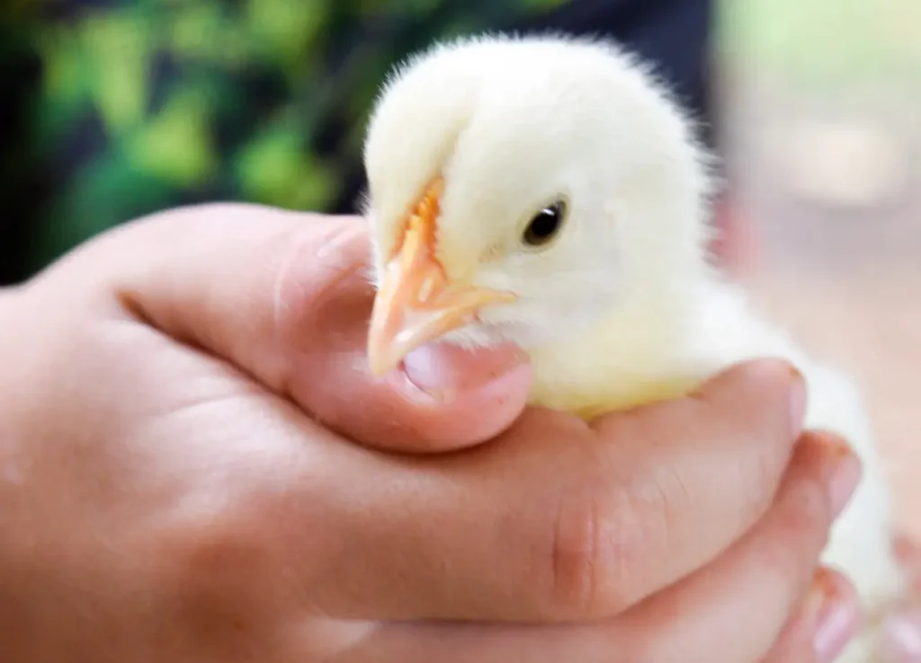 Child holding a baby chick