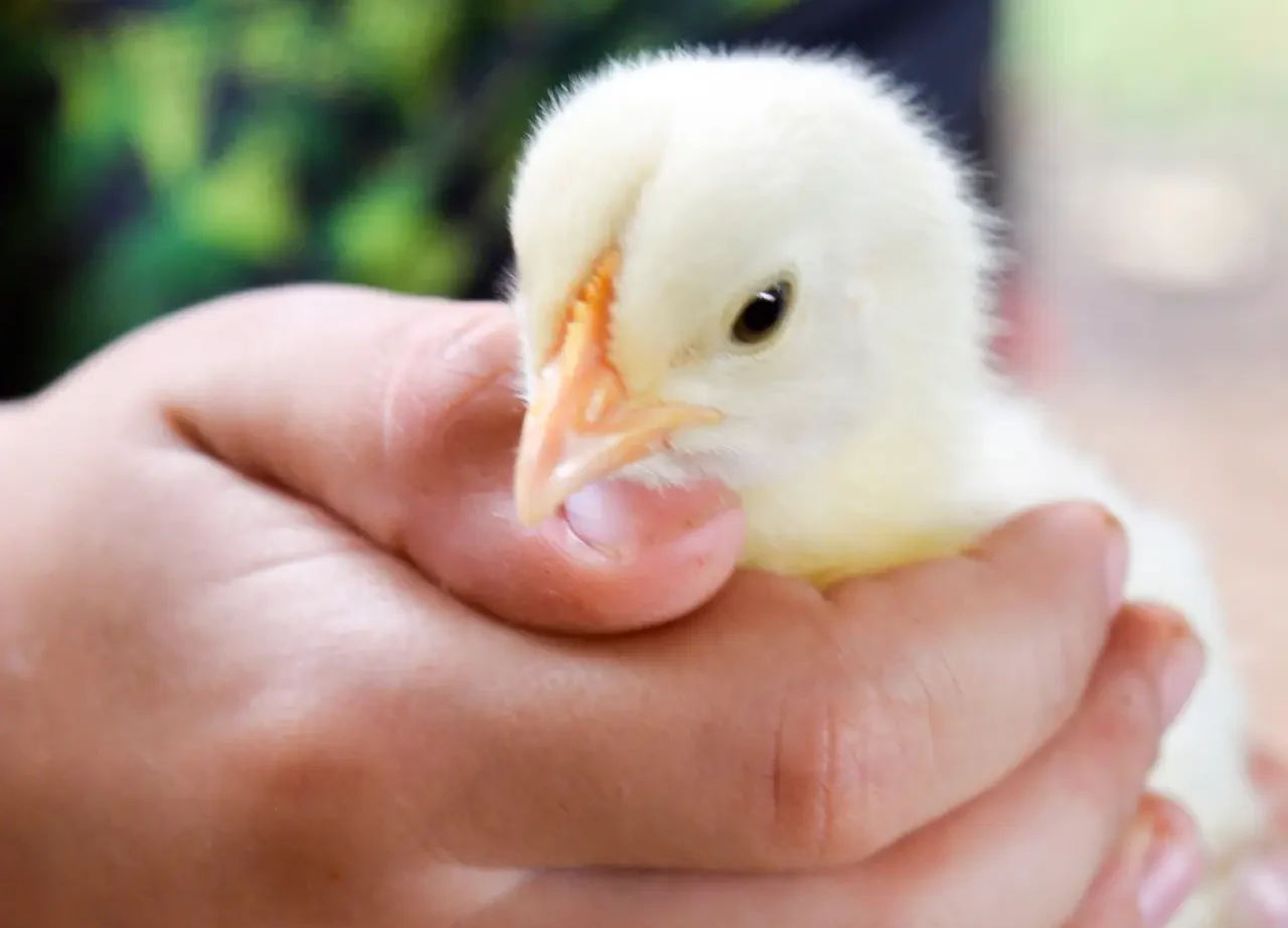 Child holding a baby chick